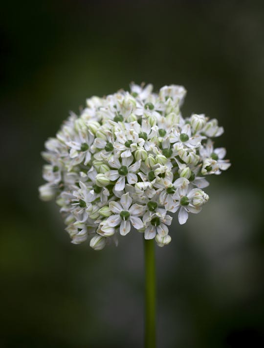 white allium with green centres