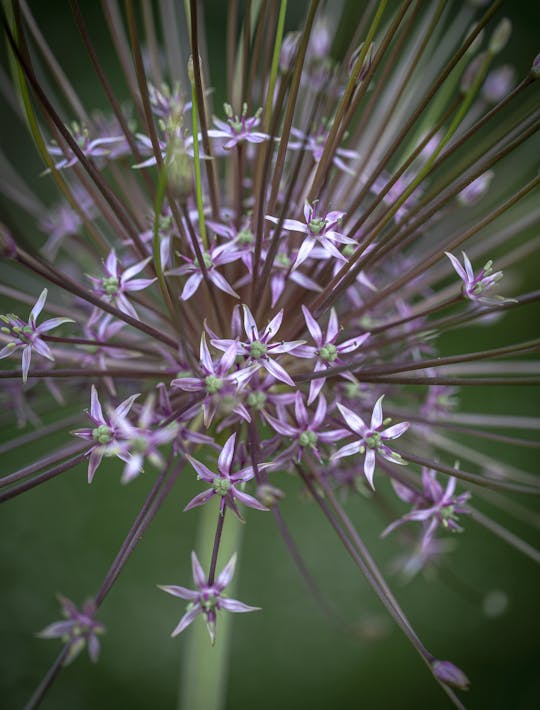 silver purple firework allium schubertii bulbs for sale