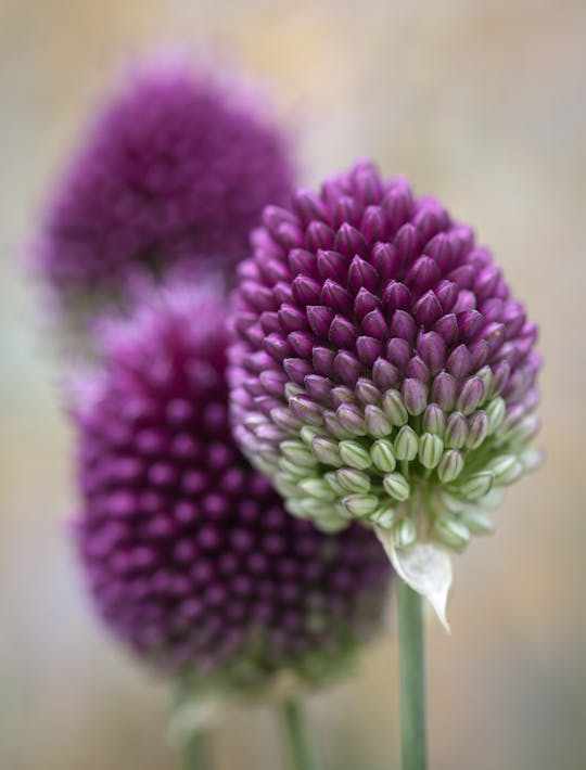 drumstick allium bulbs with small claret flowers for sale