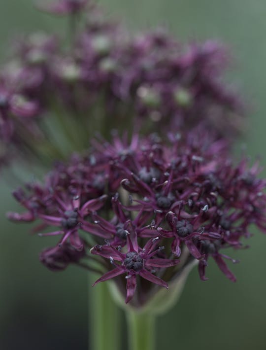 claret hemispherical allium