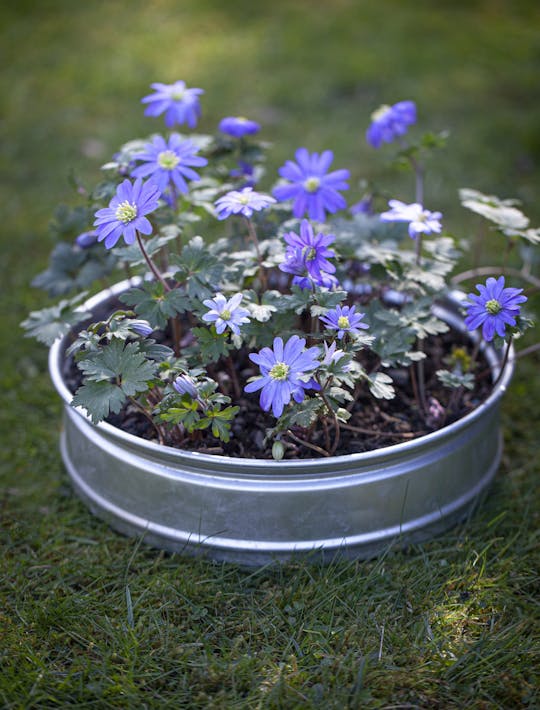 anemones in blue shades
