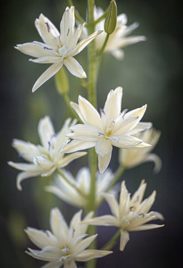 double white camassia bulbs with purple stamens