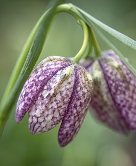 snakeshead fritillary