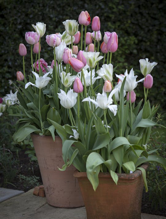 pastel tulips in pink, apricot and whites