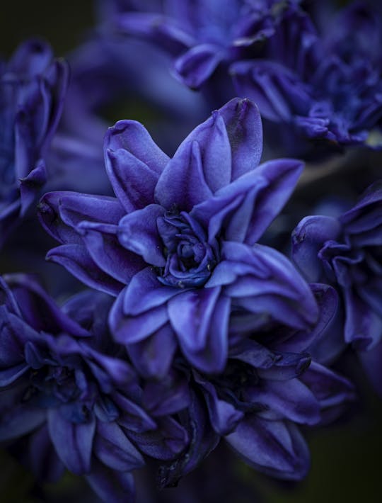 deepest blue hyacinth flower with double florets