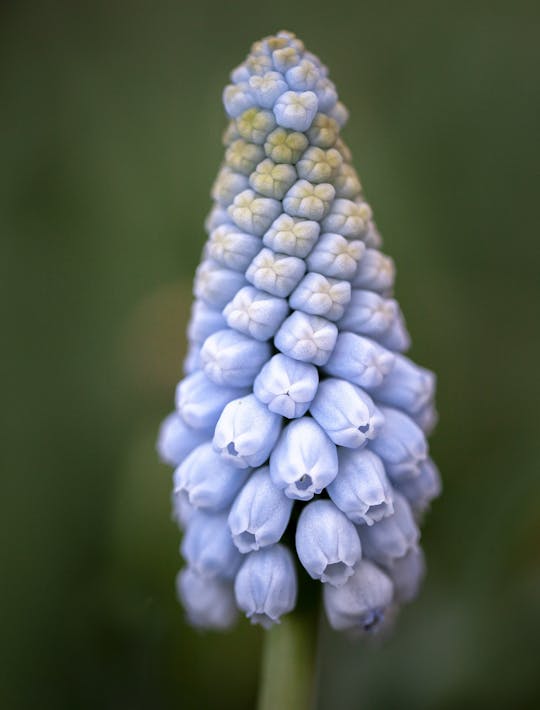 pale blue fragrant grape hyacinth