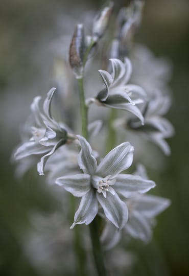 ghost-like flowers