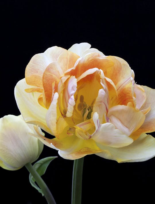pale apricot peony tulip