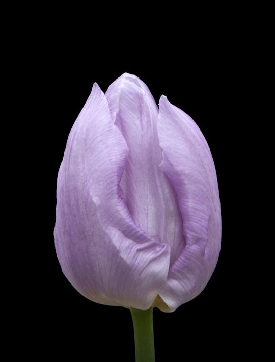 lilac early flowering tulip bulbs for sale