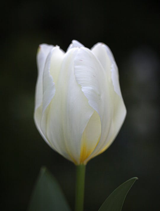 pre white large flowered early tulip