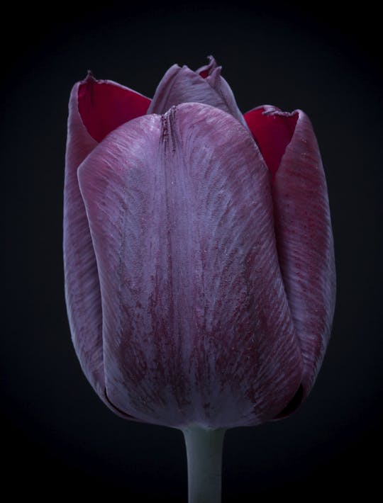 purple tulip with a sheen