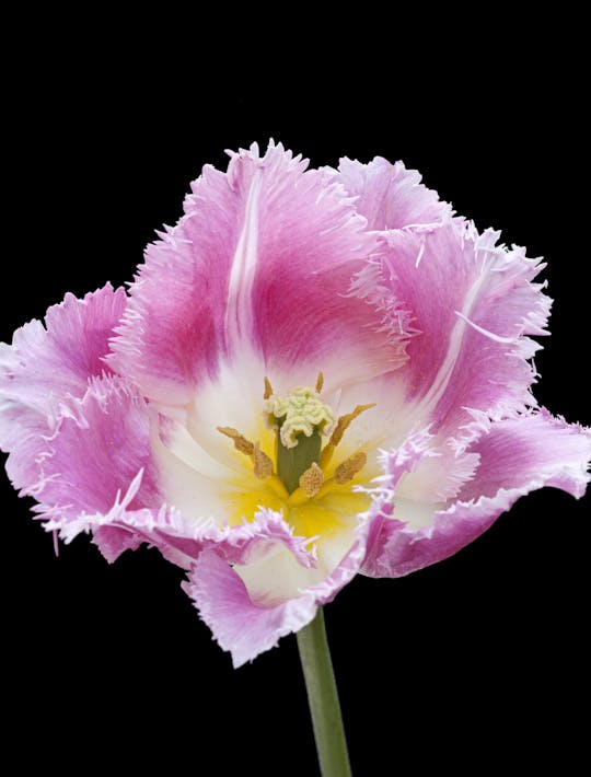 fringed pink tulip
