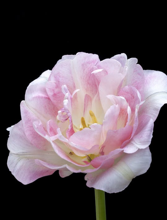 pink peony flowered tulip