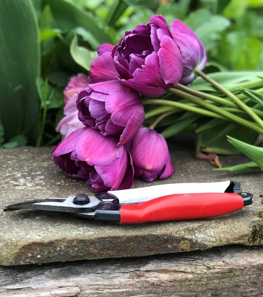 tulips and secateurs on stone