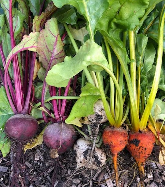 Beetroot