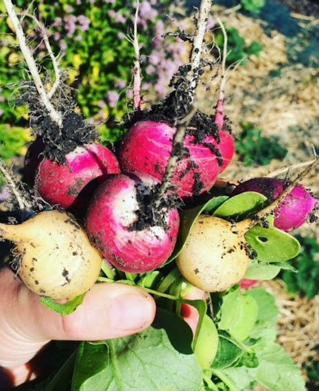 Mixed raddish