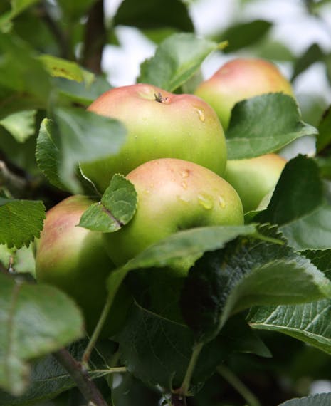 apples