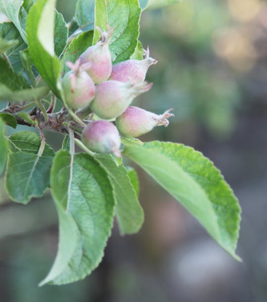apples forming