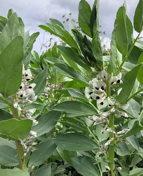 broad bean hummus