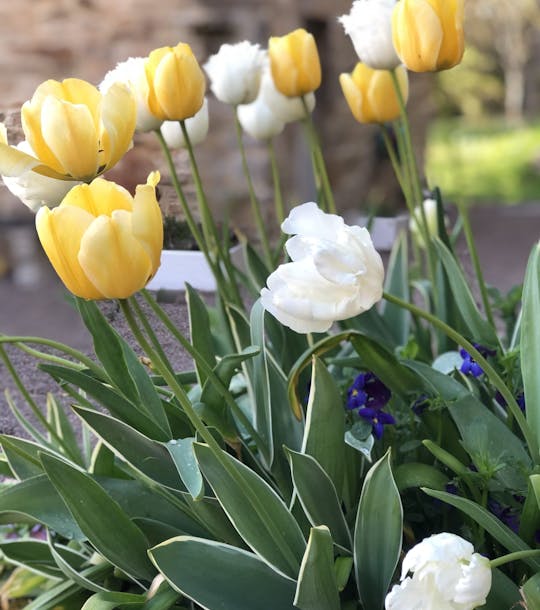 yellow and white tulips in a pot