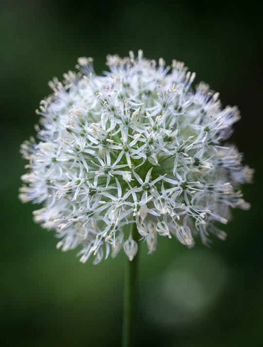 Allium Mount Everest