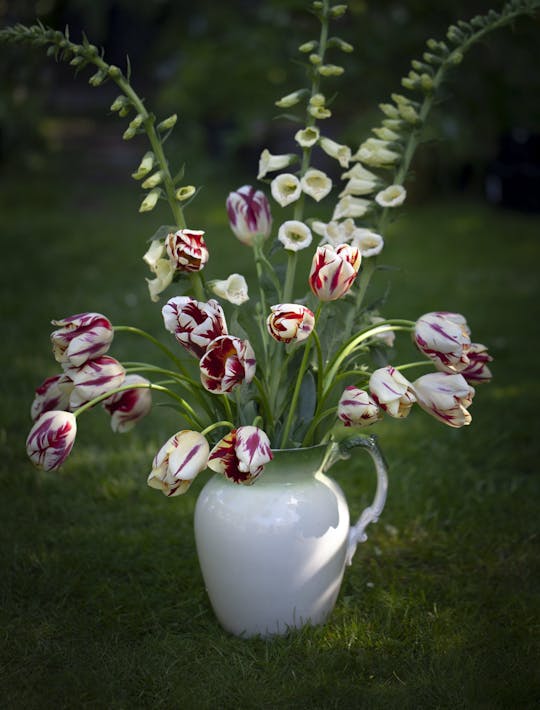 red and white striped tulips for sale
