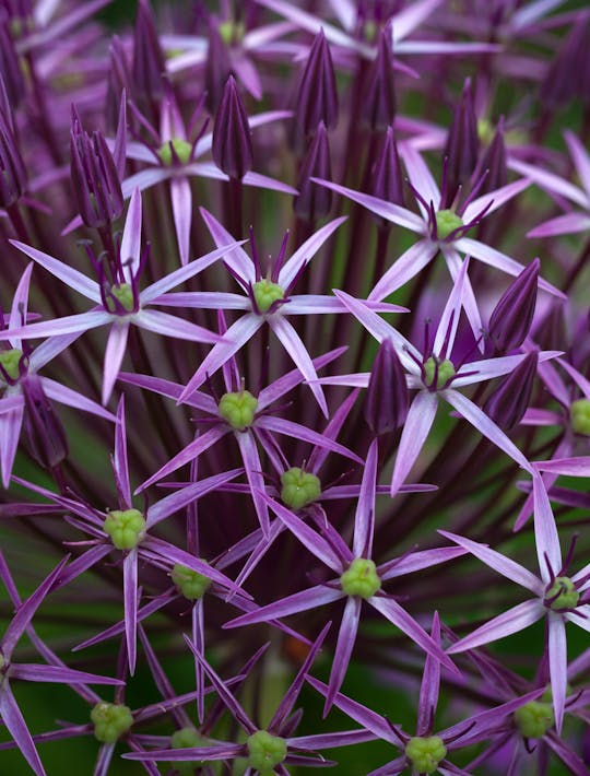 Allium cristophii