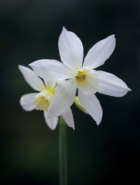 Narcissus 'Thalia'