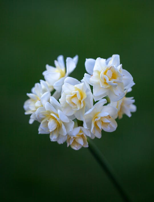 Narcissus 'Erlicheer'