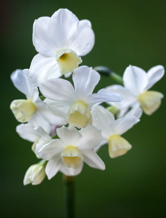 Narcissus 'Silver Chimes'