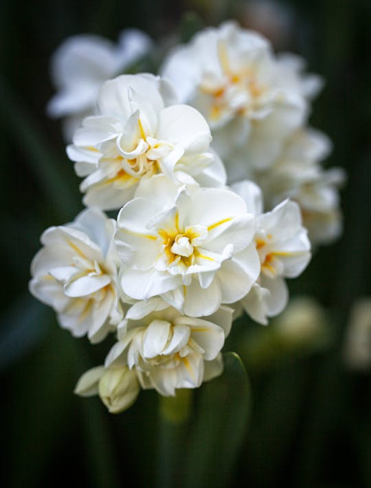 Narcissus 'Sir Winston Churchill'