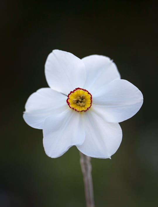 Narcissus 'Actaea'