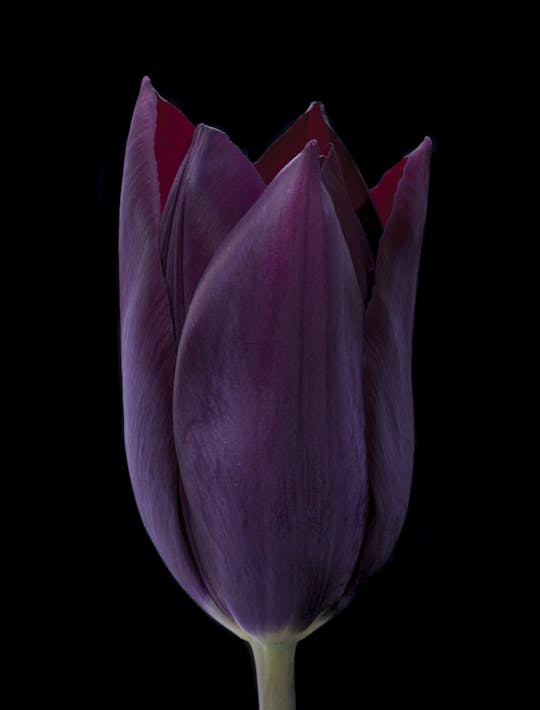 blackcurrant coloured single tulips