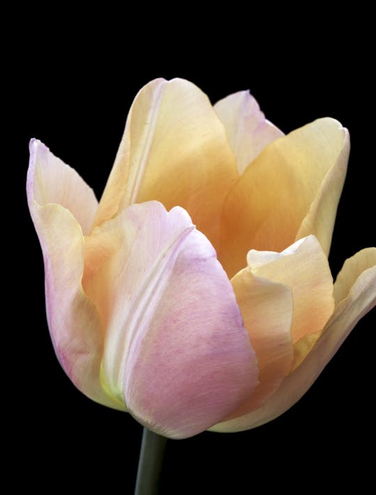 soft shell pink early flowering tulip