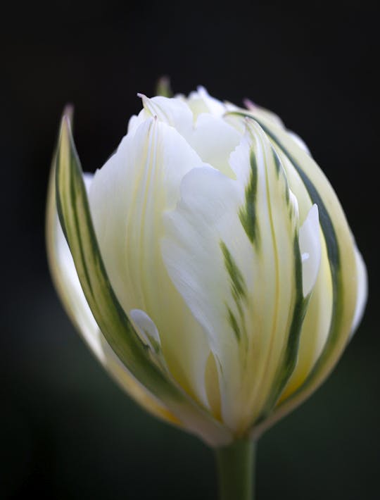 double white early tulip with green outer petals