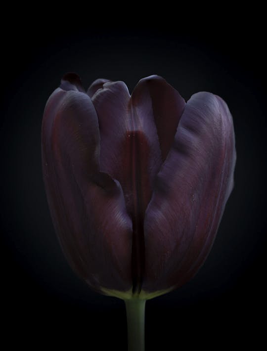 darkest black tulips