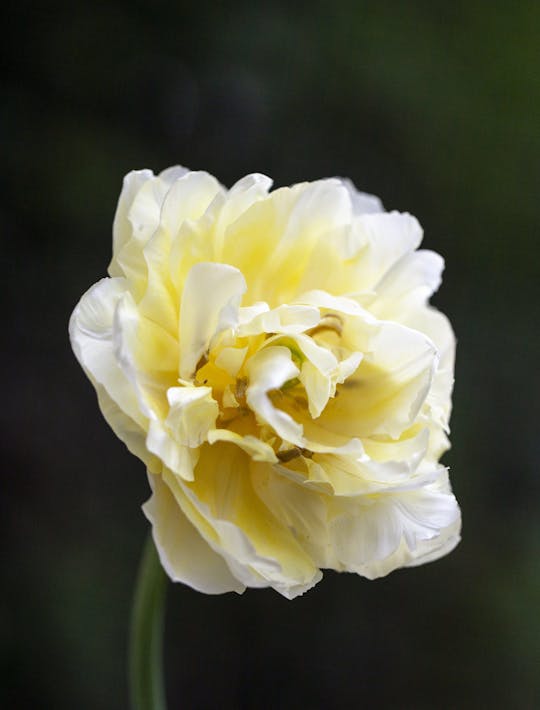 peony flowered creamy yellow tulip with a ctrus scent