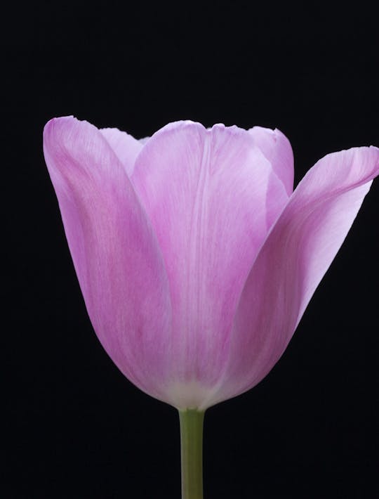 luminous pink tulips