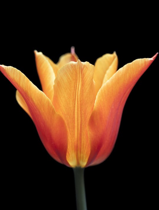 lily flowered orange tulips