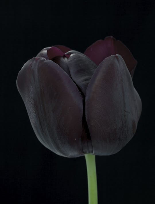nearly black tulips