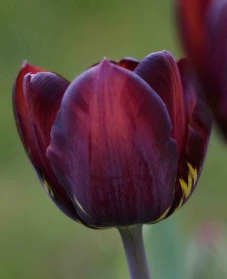 Red historic rembrandt tulip with yellow flames