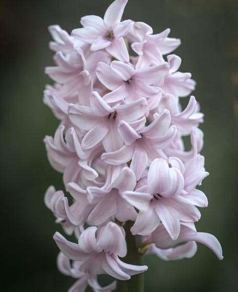 softest pink scented hyacinth flower