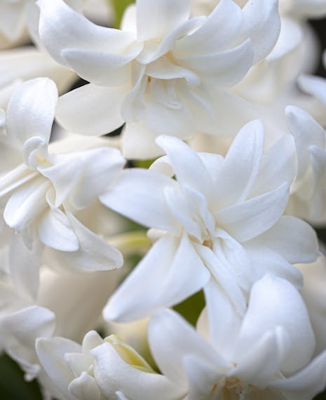 double pure white hyacinth flower