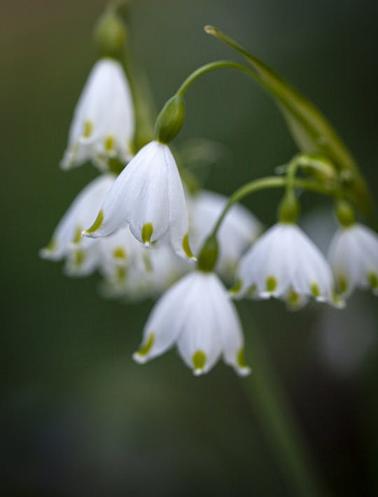 flower like a large snodrop white with green tips