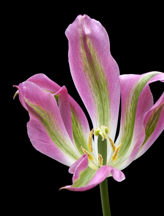 lily flowered shiocking pink and green tulip