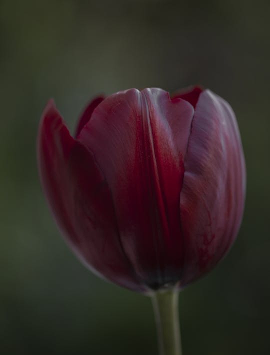 maroon red tulip