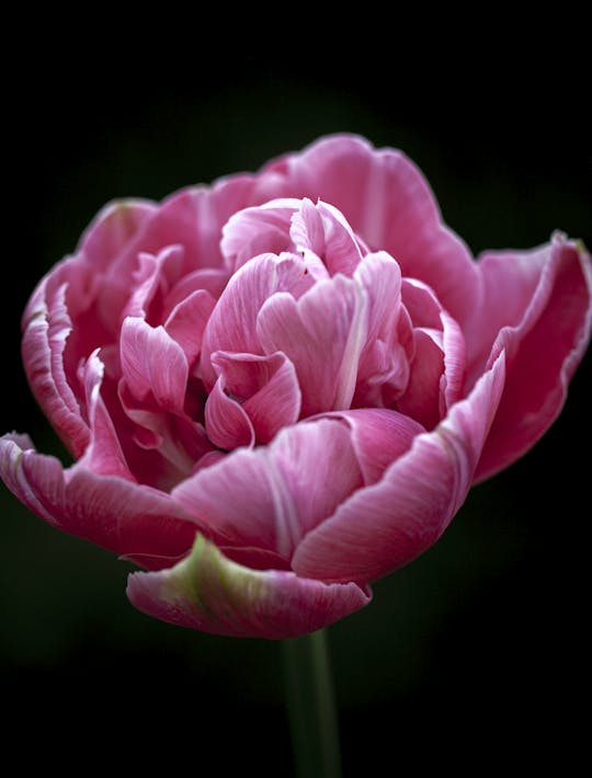 shocking pink double tulip with paler white edges