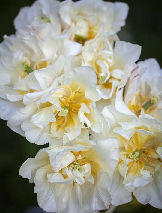 creamy white double flowered blousy tulips