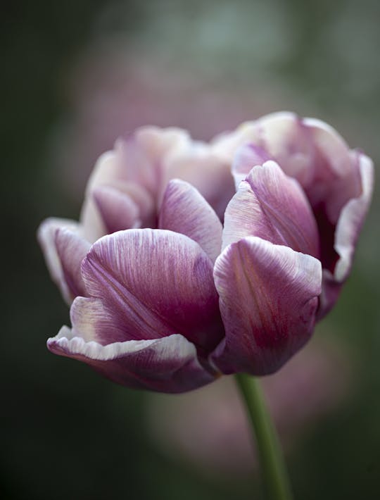 double flowered purple and lilac edged tulip