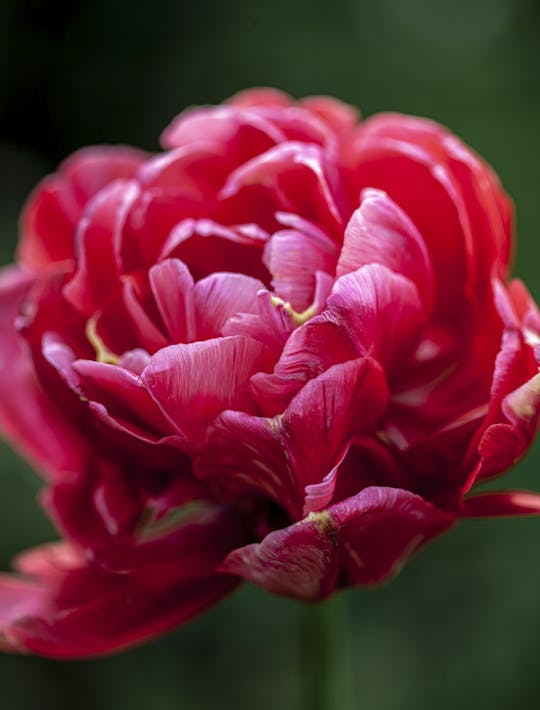 fully double red tulip with green edges to petals